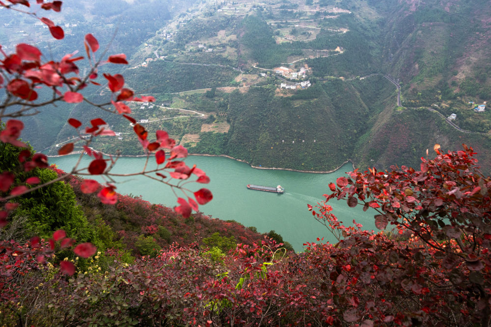 船舶行駛在紅葉掩映下的長江三峽重慶市巫山縣水域（2023年11月30日攝）。新華社記者 肖藝九 攝