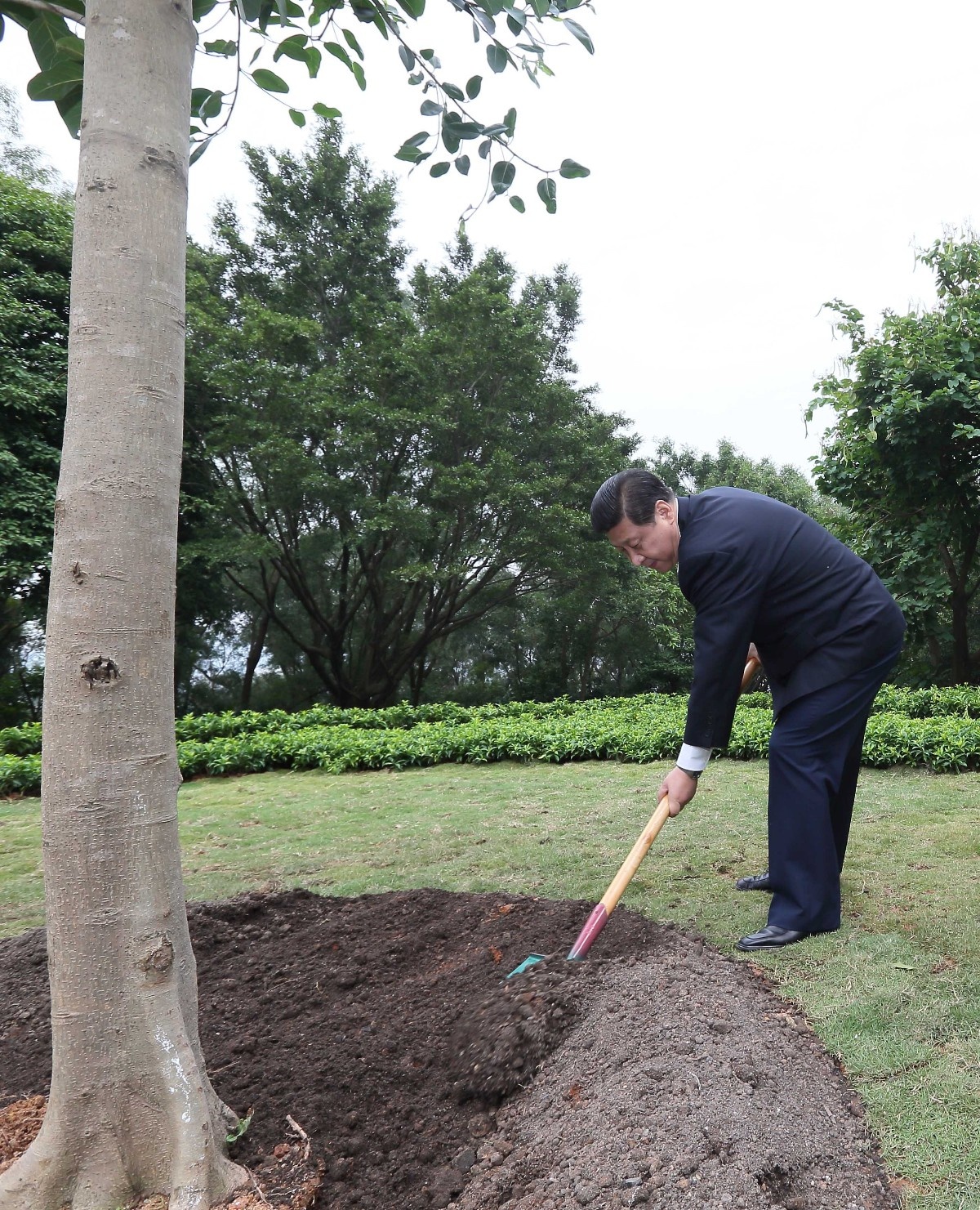 2012年12月8日，習近平在深圳蓮花山公園種下一棵高山榕樹。