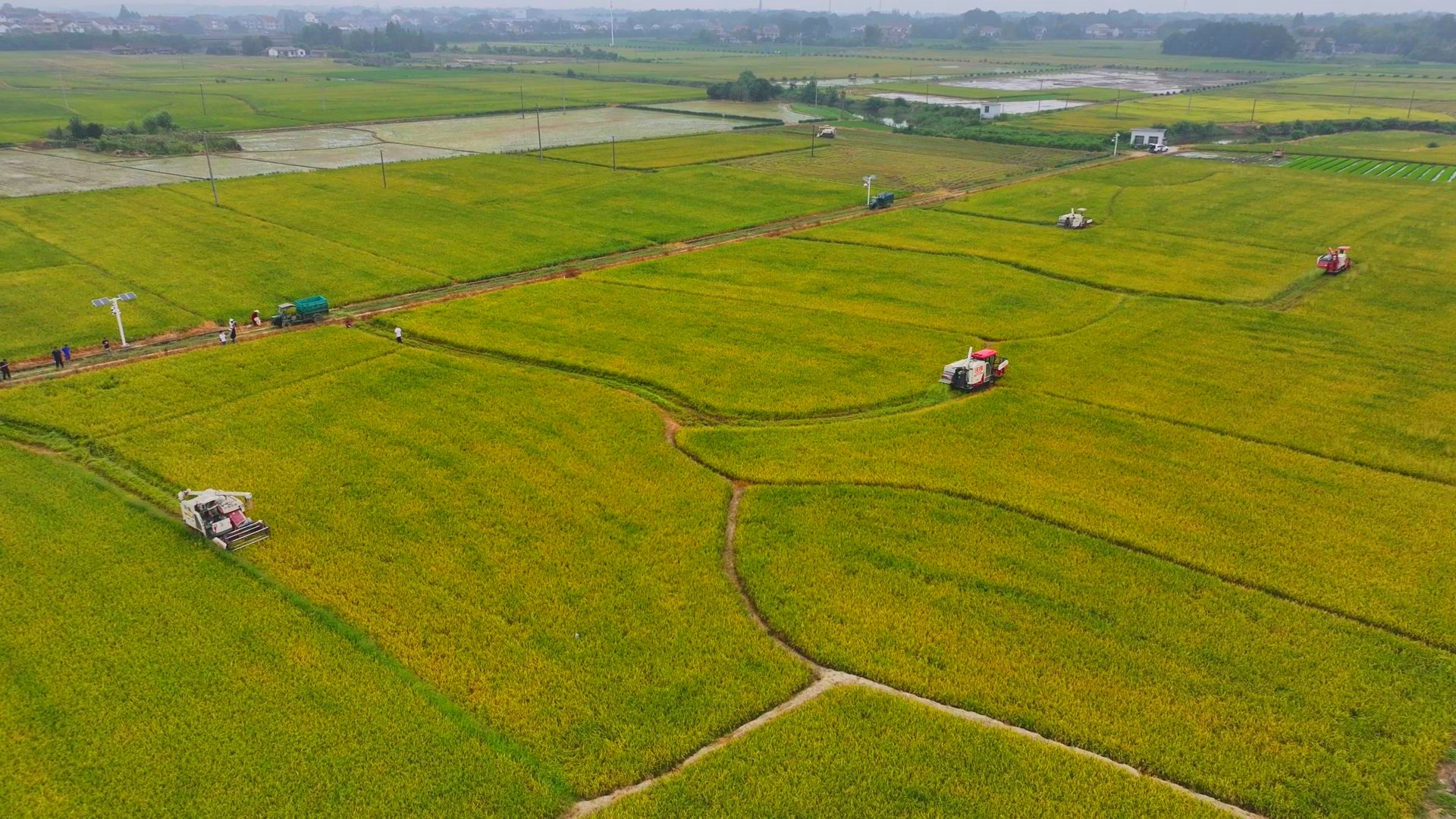 數(shù)臺(tái)收割機(jī)同時(shí)作業(yè)。常德市鼎城區(qū)融媒體中心供圖