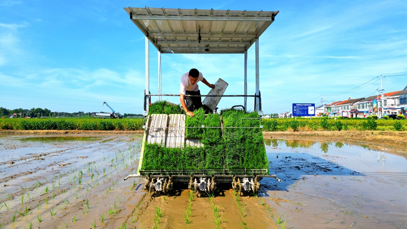戴宏在無人駕駛的插秧機(jī)上作業(yè)。常德日?qǐng)?bào)社 王明睿 攝