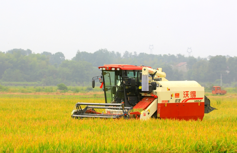 早稻收割忙，農(nóng)機(jī)來助力。常德市鼎城區(qū)融媒體中心供圖
