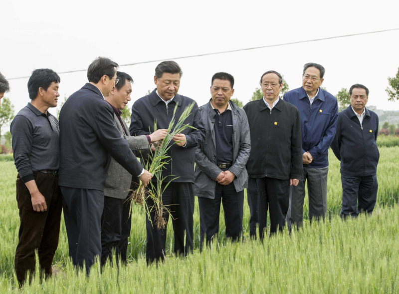 2016年4月25日下午，習(xí)近平在安徽滁州市鳳陽縣小崗村察看小麥長(zhǎng)勢(shì)。左一為種糧大戶程夕兵。新華社記者 李學(xué)仁 攝